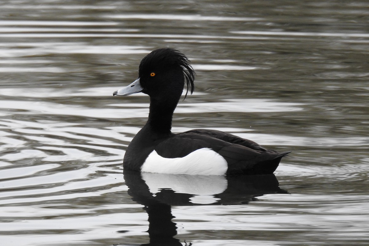 Tufted Duck - ML617170065