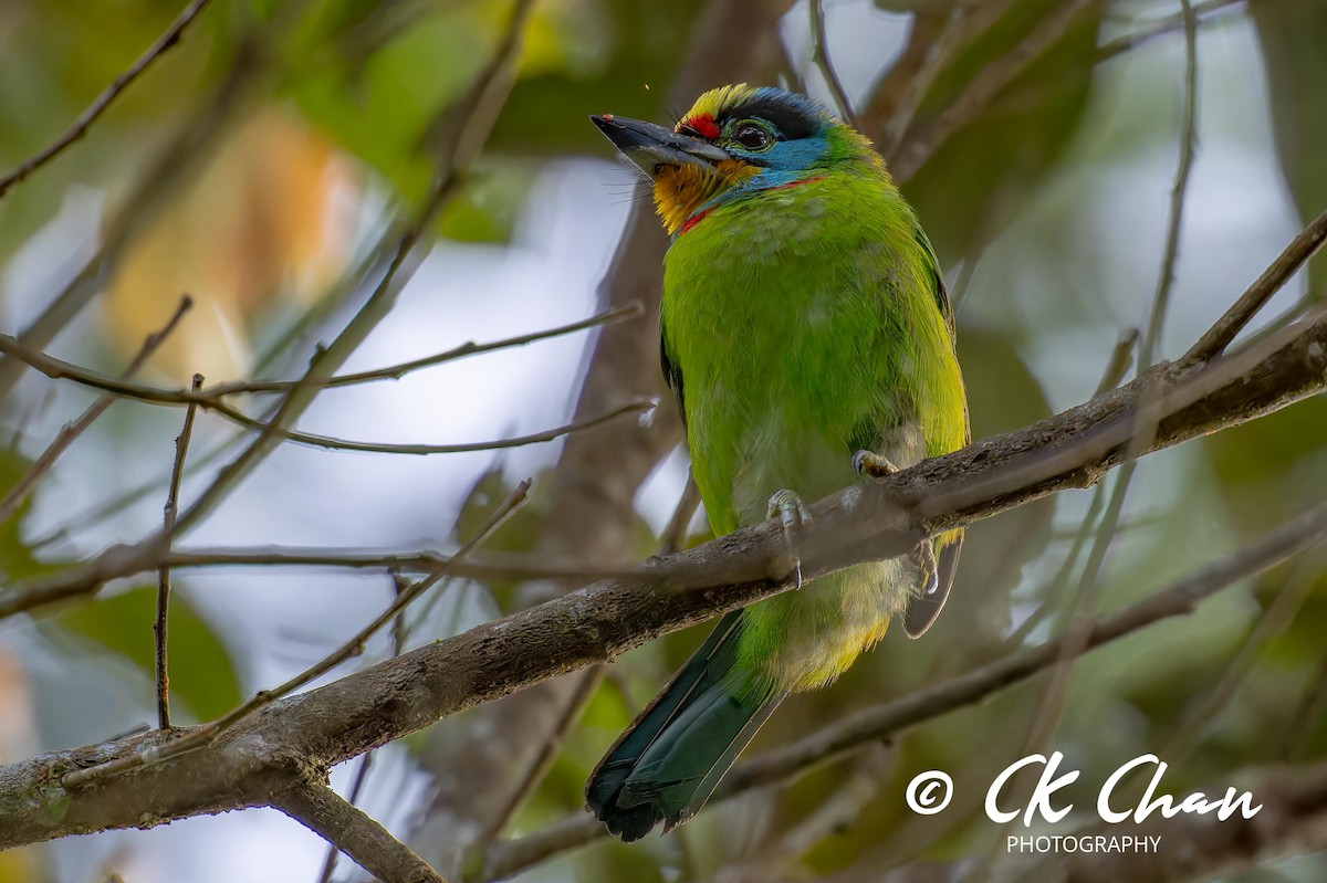 Black-browed Barbet - Chee Keong  Chan