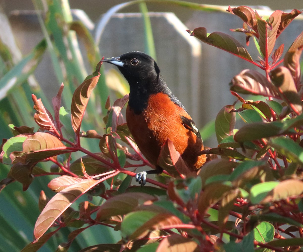 Orchard Oriole - ML617170185