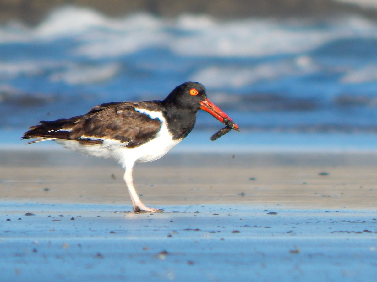 American Oystercatcher - ML617170227