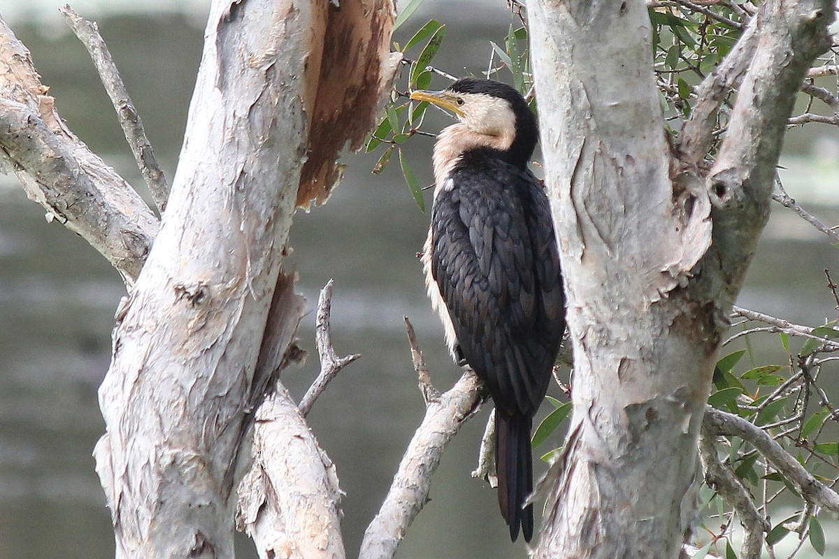 Little Pied Cormorant - Barbara & Brian O'Connor