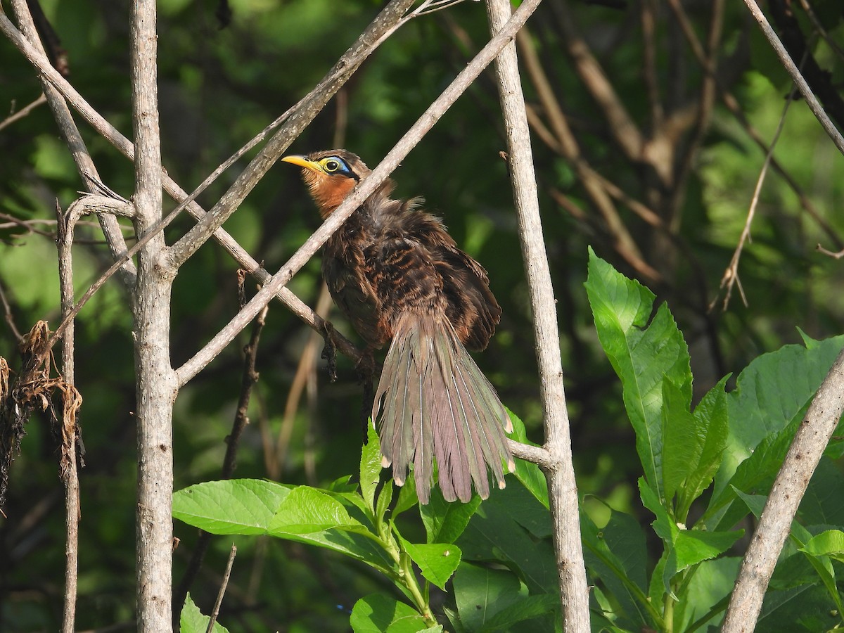 Lesser Ground-Cuckoo - ML617170237