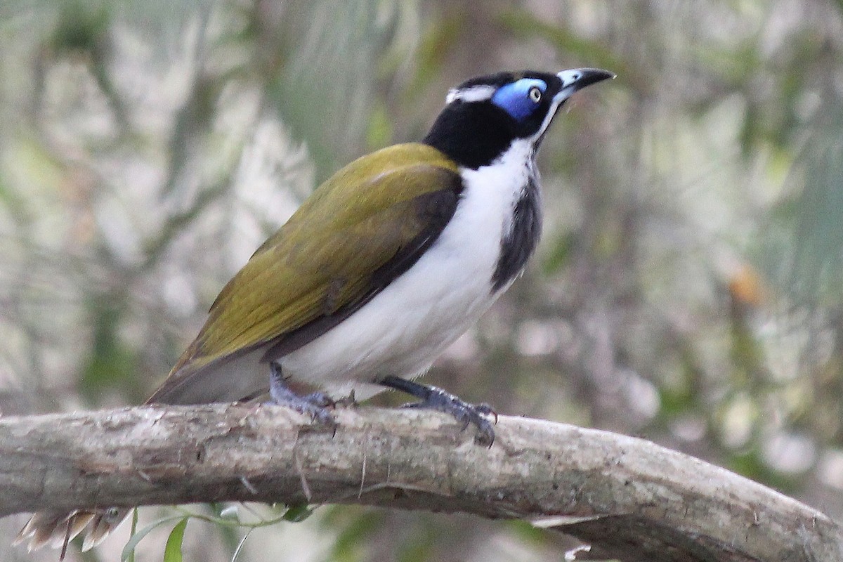 Blue-faced Honeyeater - ML617170274