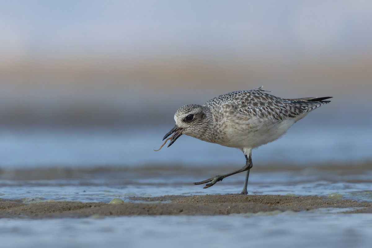 Black-bellied Plover - Ian Mo