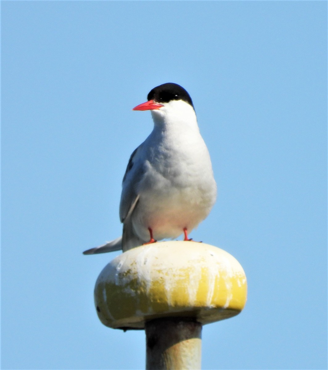 Arctic Tern - ML617170318