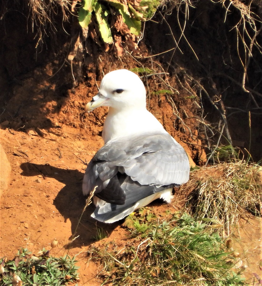 Northern Fulmar - ML617170326