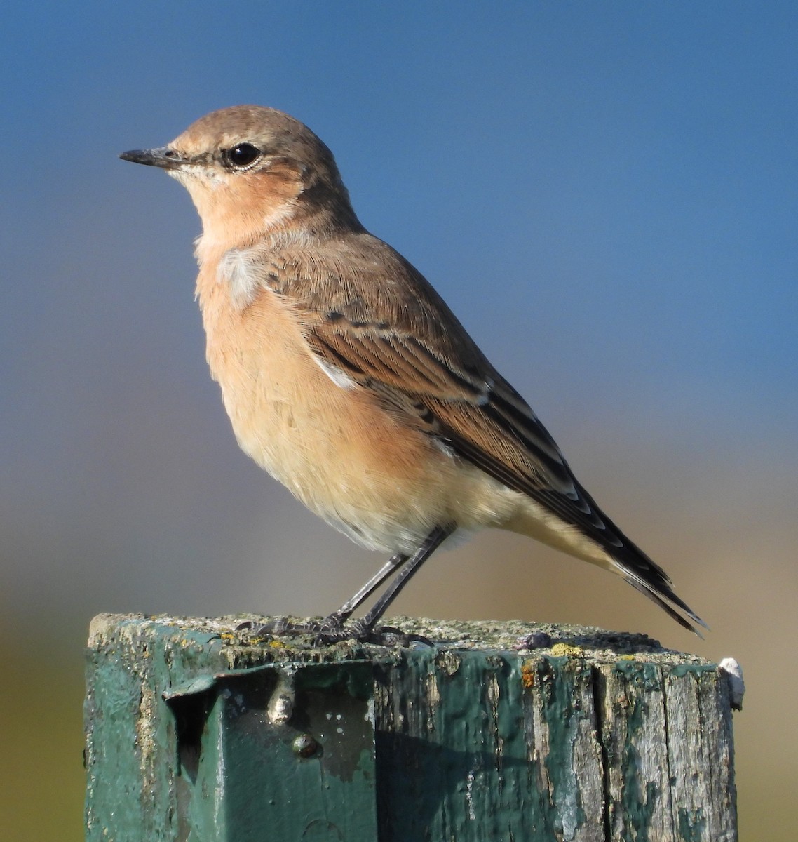 Northern Wheatear - Eulàlia Maspons