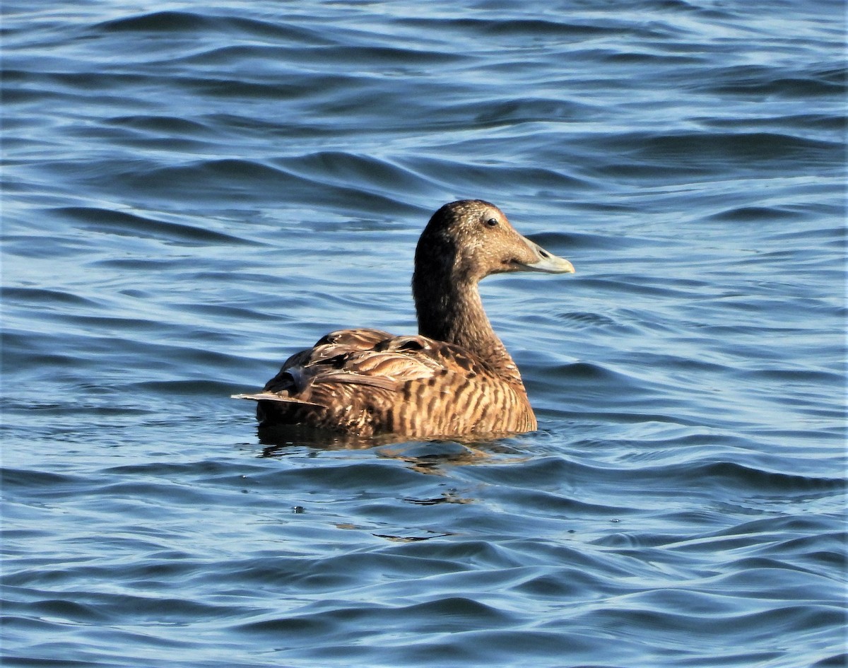 Common Eider - ML617170332