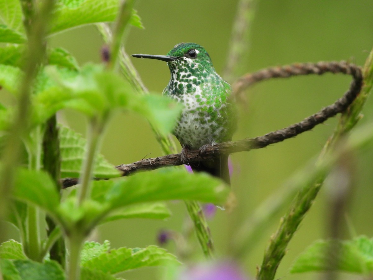 kolibřík rezavořitý - ML617170376