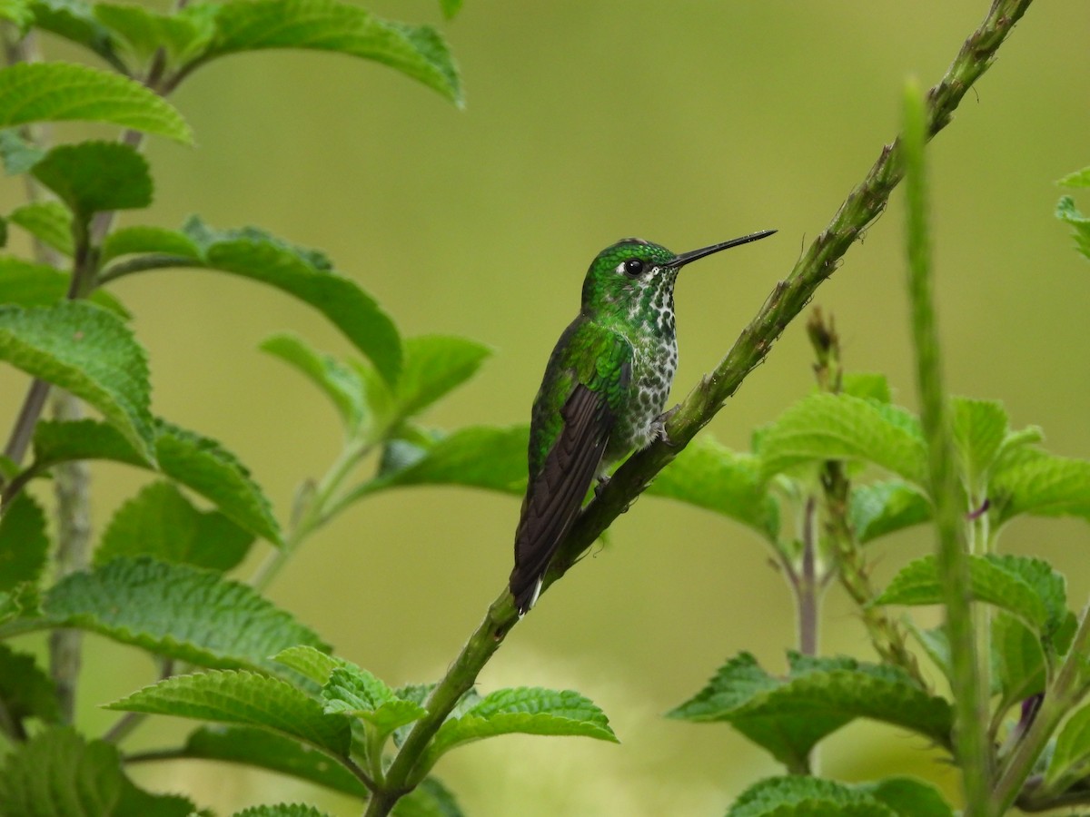 kolibřík rezavořitý - ML617170377