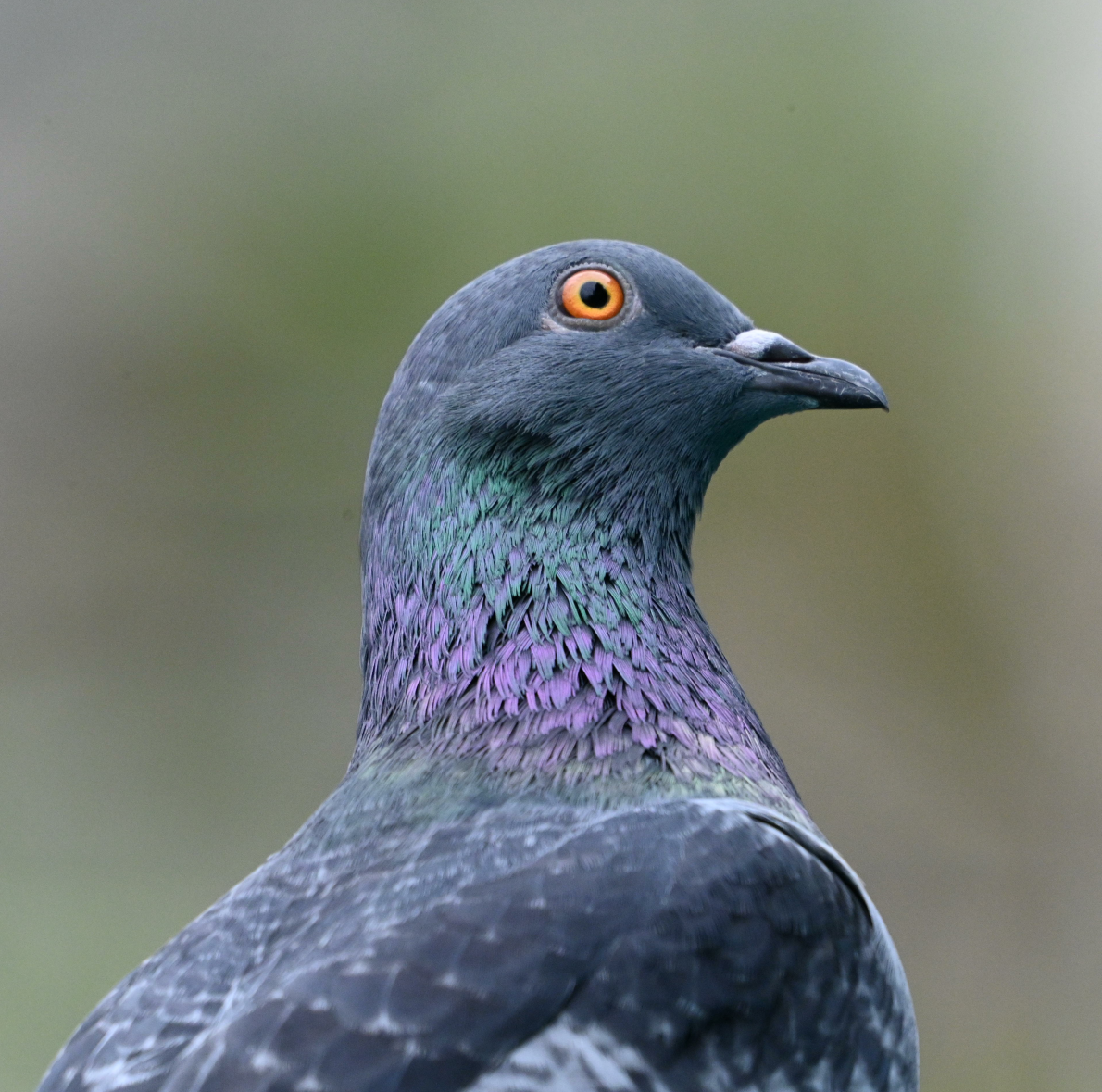 Rock Pigeon (Feral Pigeon) - ML617170395
