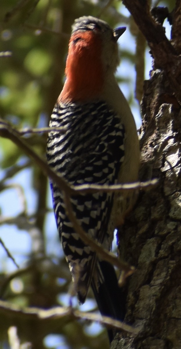 Red-bellied Woodpecker - Dale Morrow