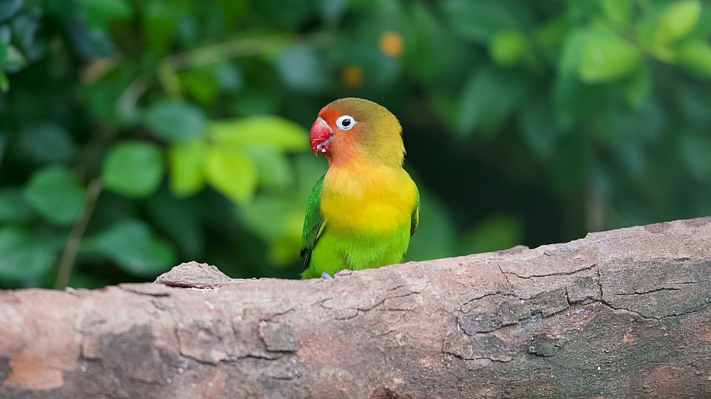 Fischer's Lovebird (Domestic type) - ML617170424