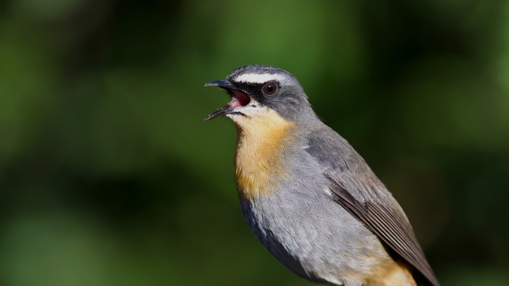 Cape Robin-Chat - ML617170428