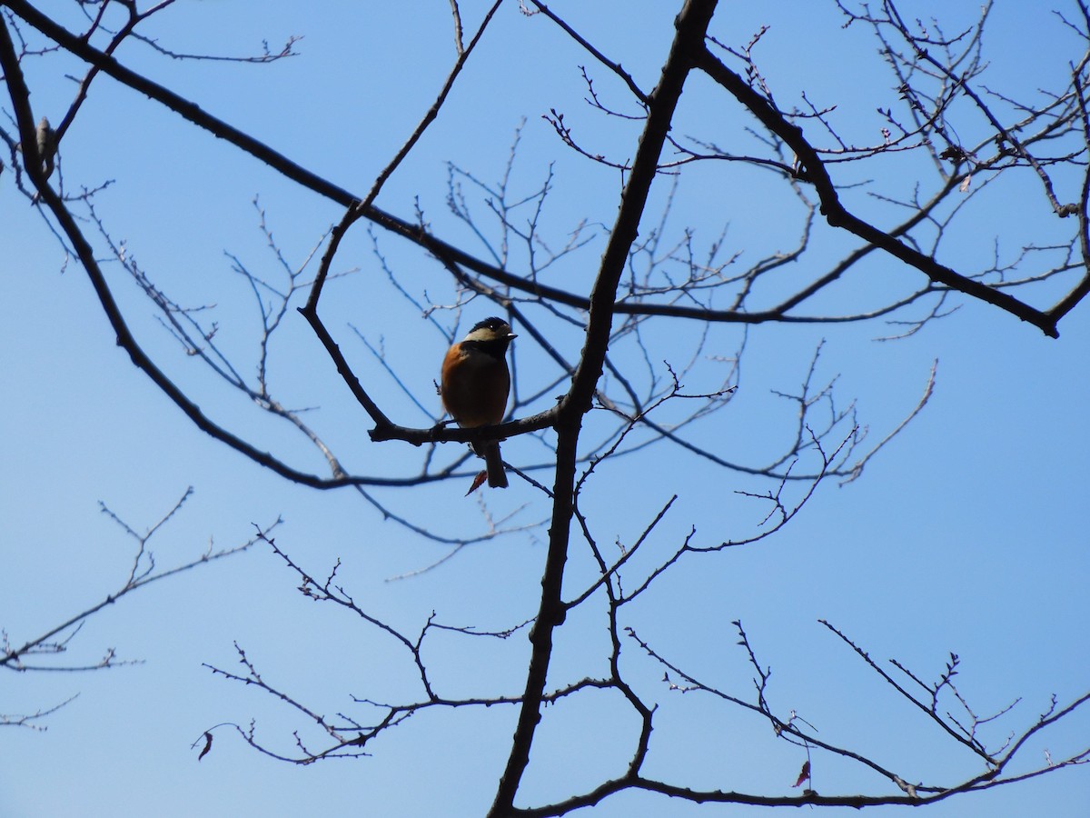 Varied Tit - Eli Martin