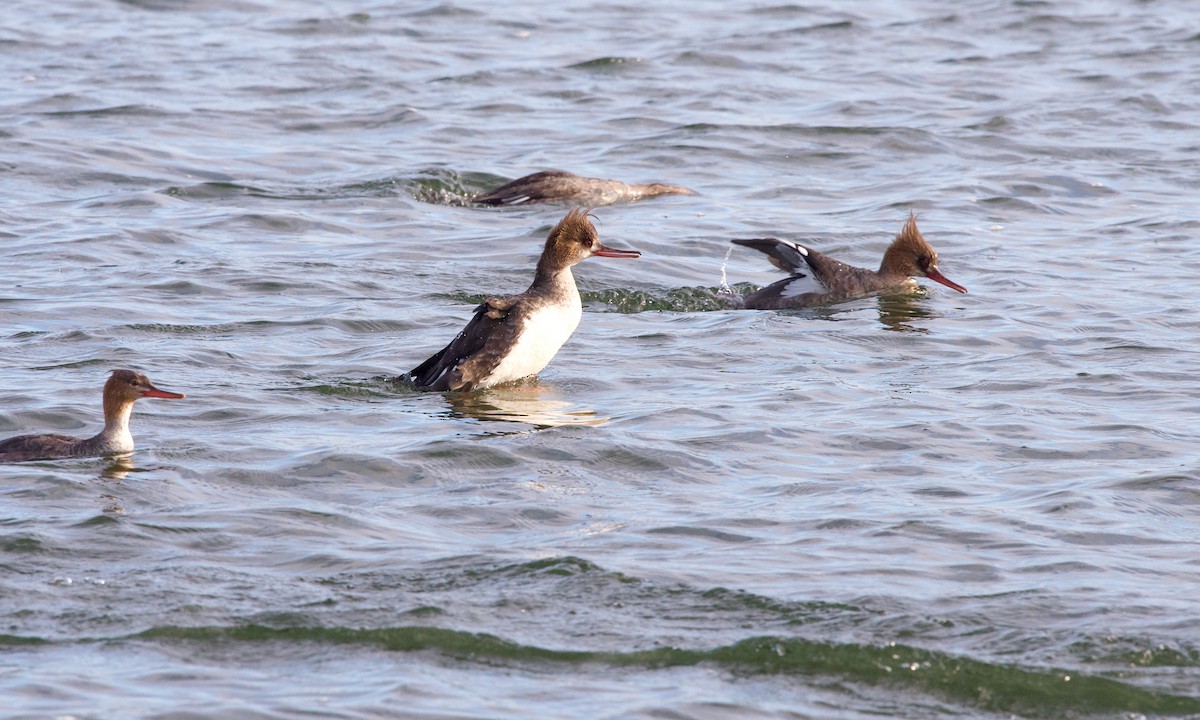 Red-breasted Merganser - ML617170520