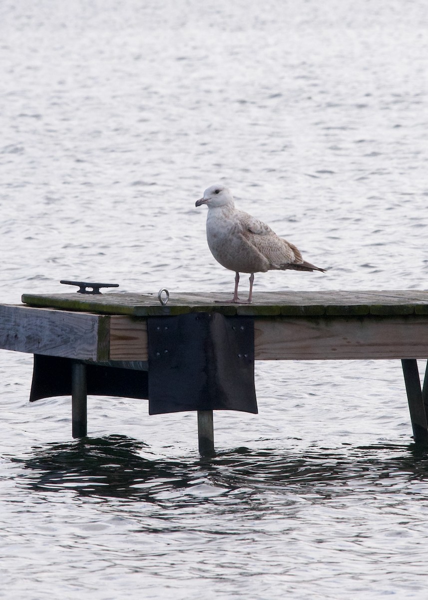 Gaviota Argéntea - ML617170530