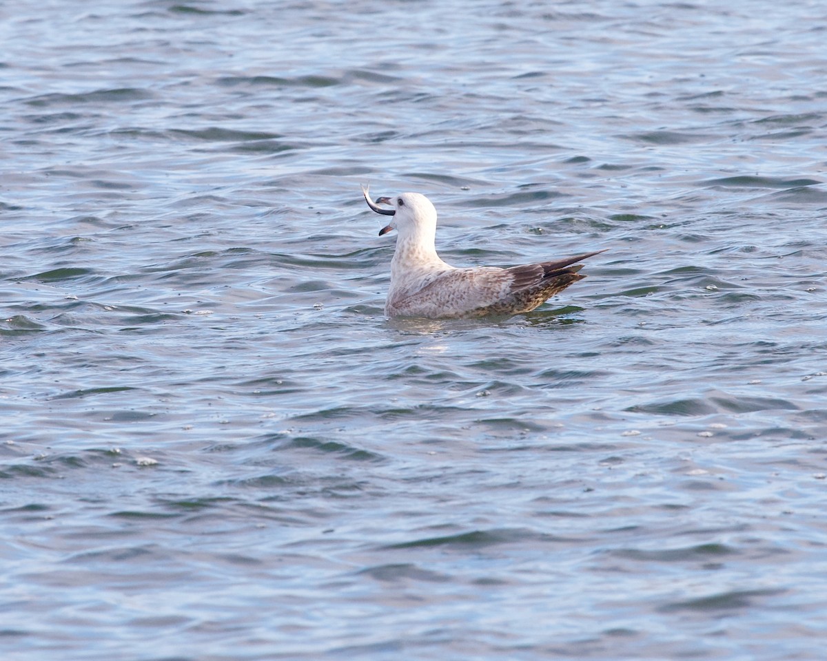 Gaviota Argéntea - ML617170531