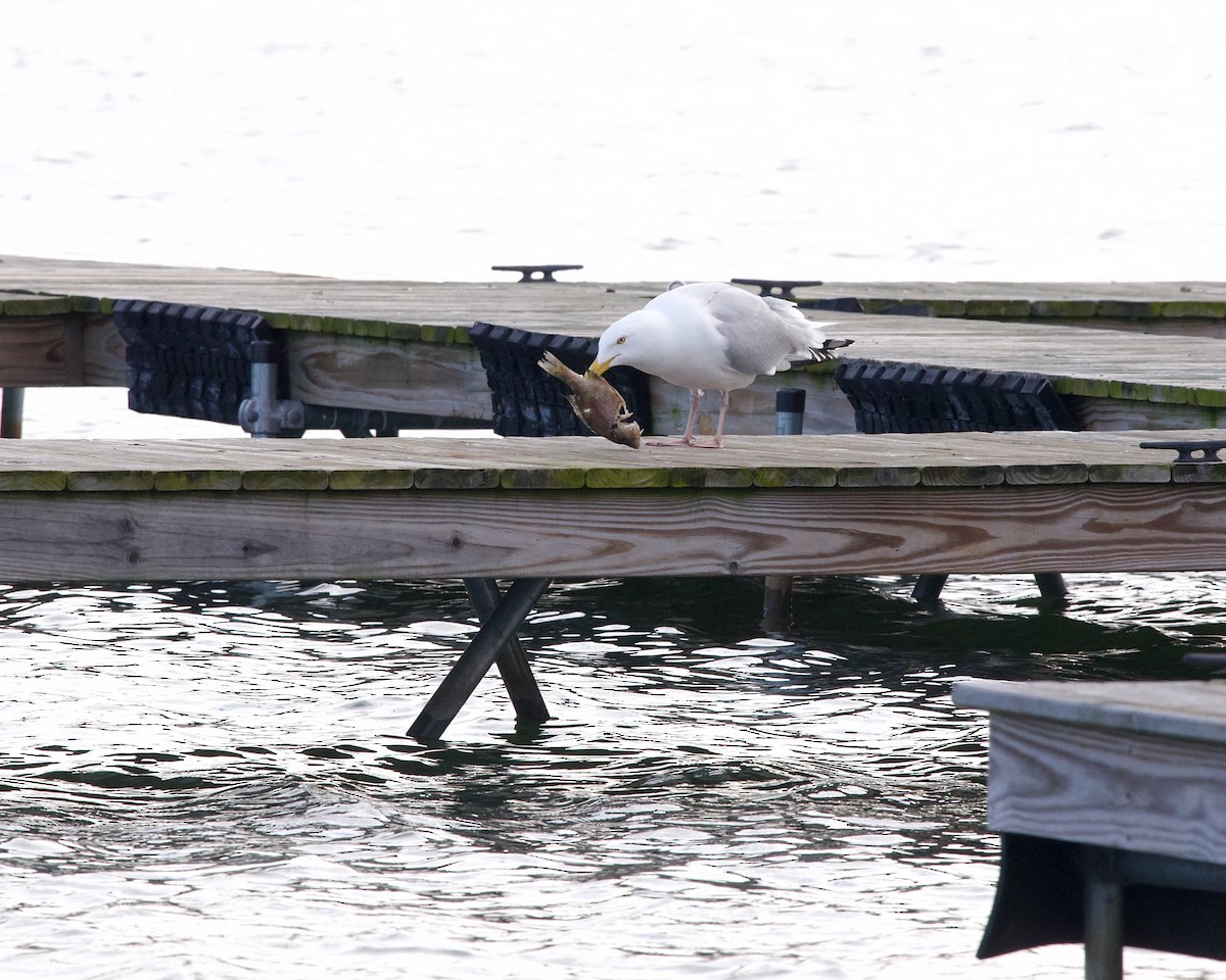 Herring Gull - ML617170534