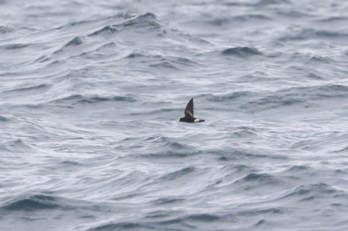 黃蹼洋海燕 - ML617170540