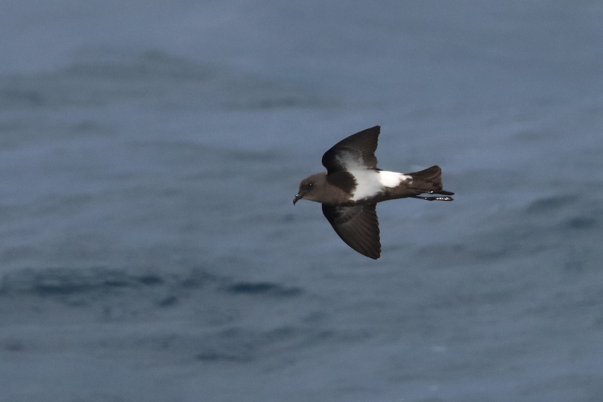 Black-bellied Storm-Petrel - ML617170545