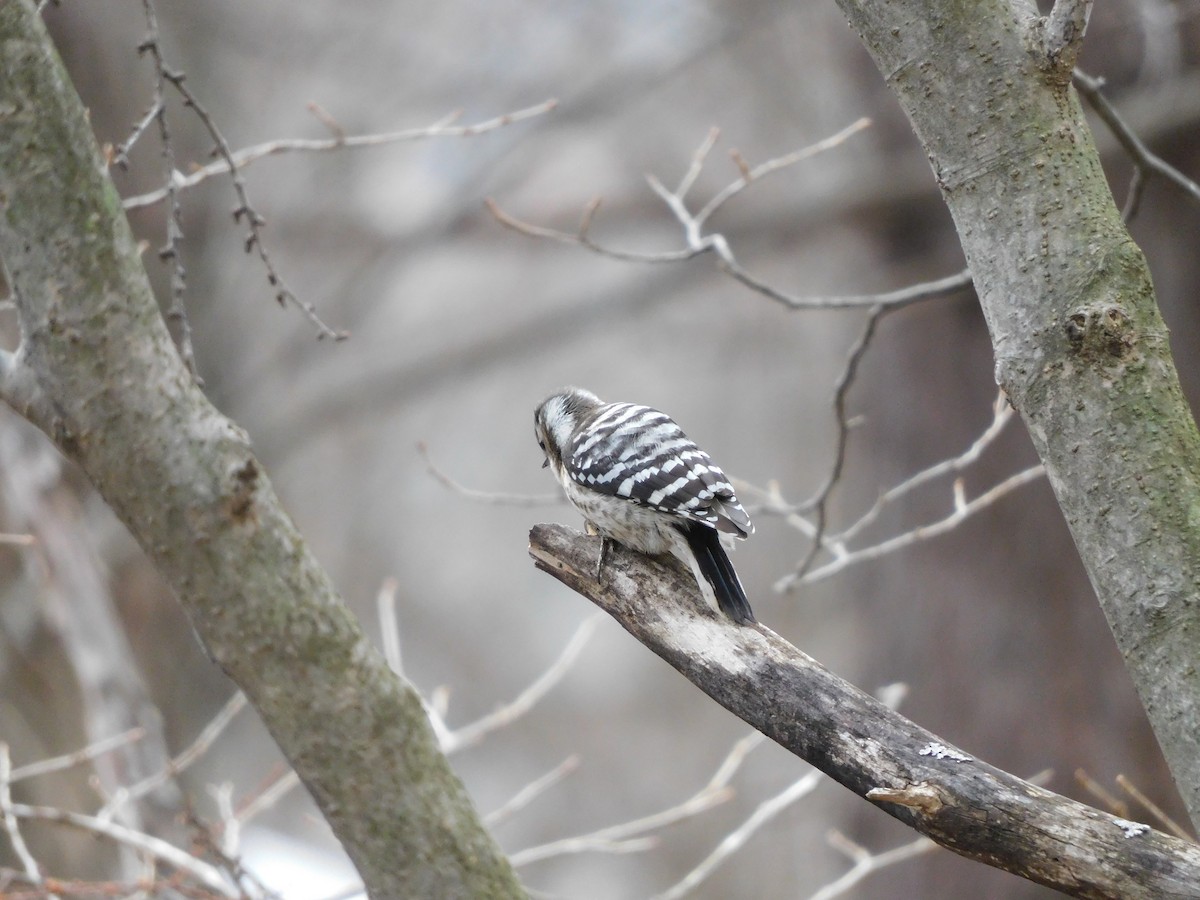 Japanese Pygmy Woodpecker - ML617170554