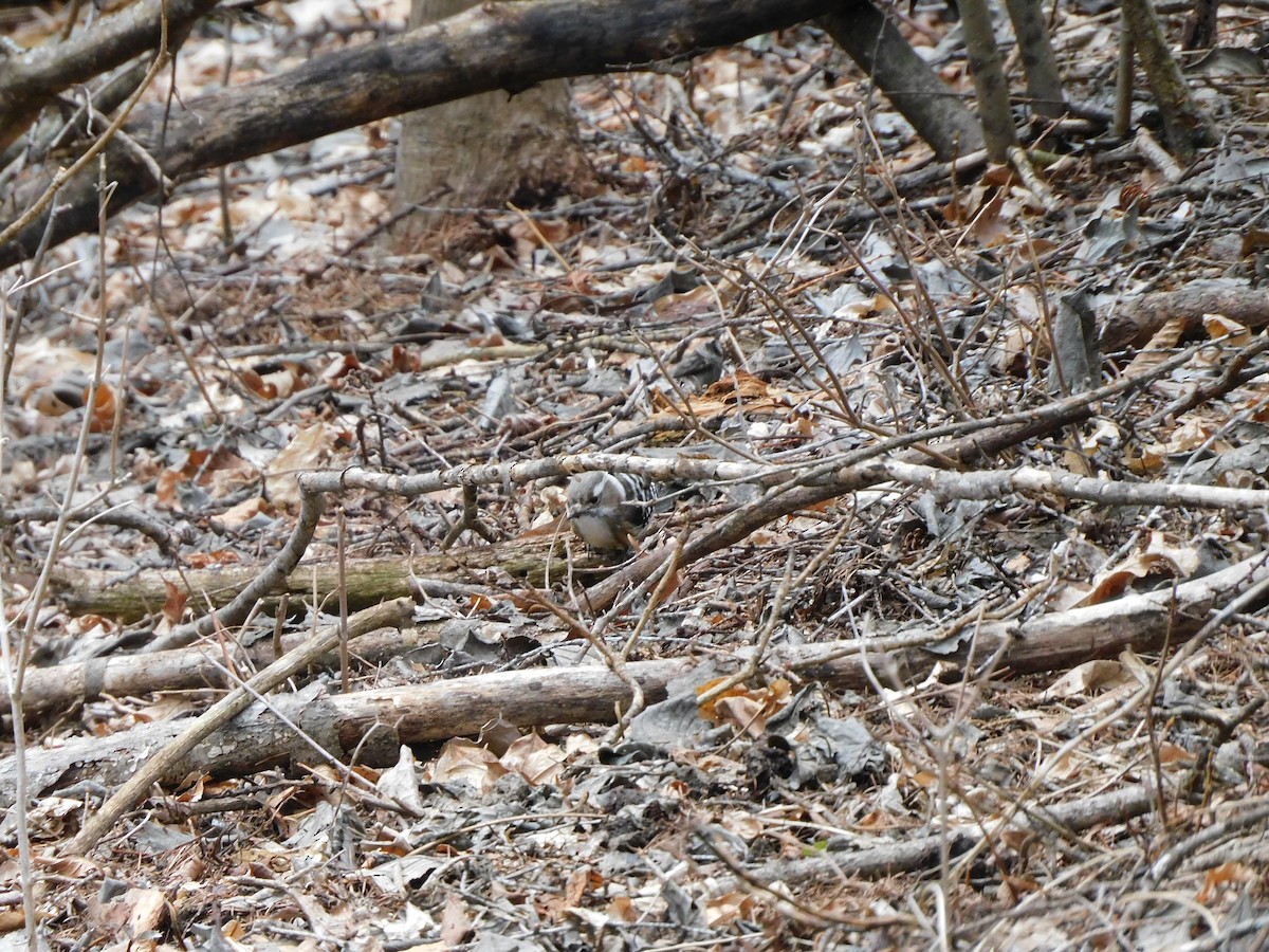 Japanese Pygmy Woodpecker - ML617170555