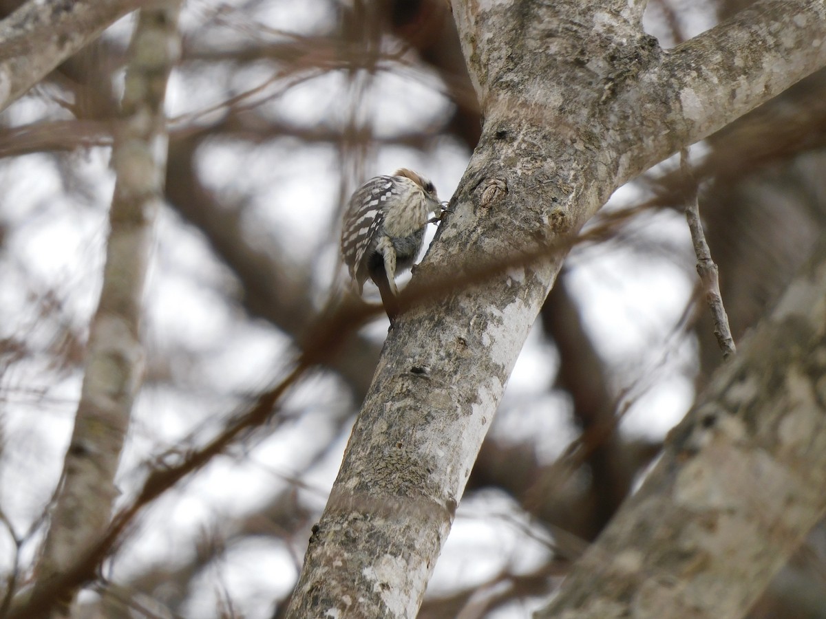 Japanese Pygmy Woodpecker - ML617170556