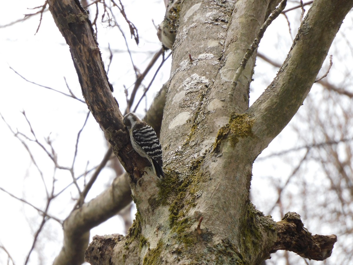 Japanese Pygmy Woodpecker - ML617170557