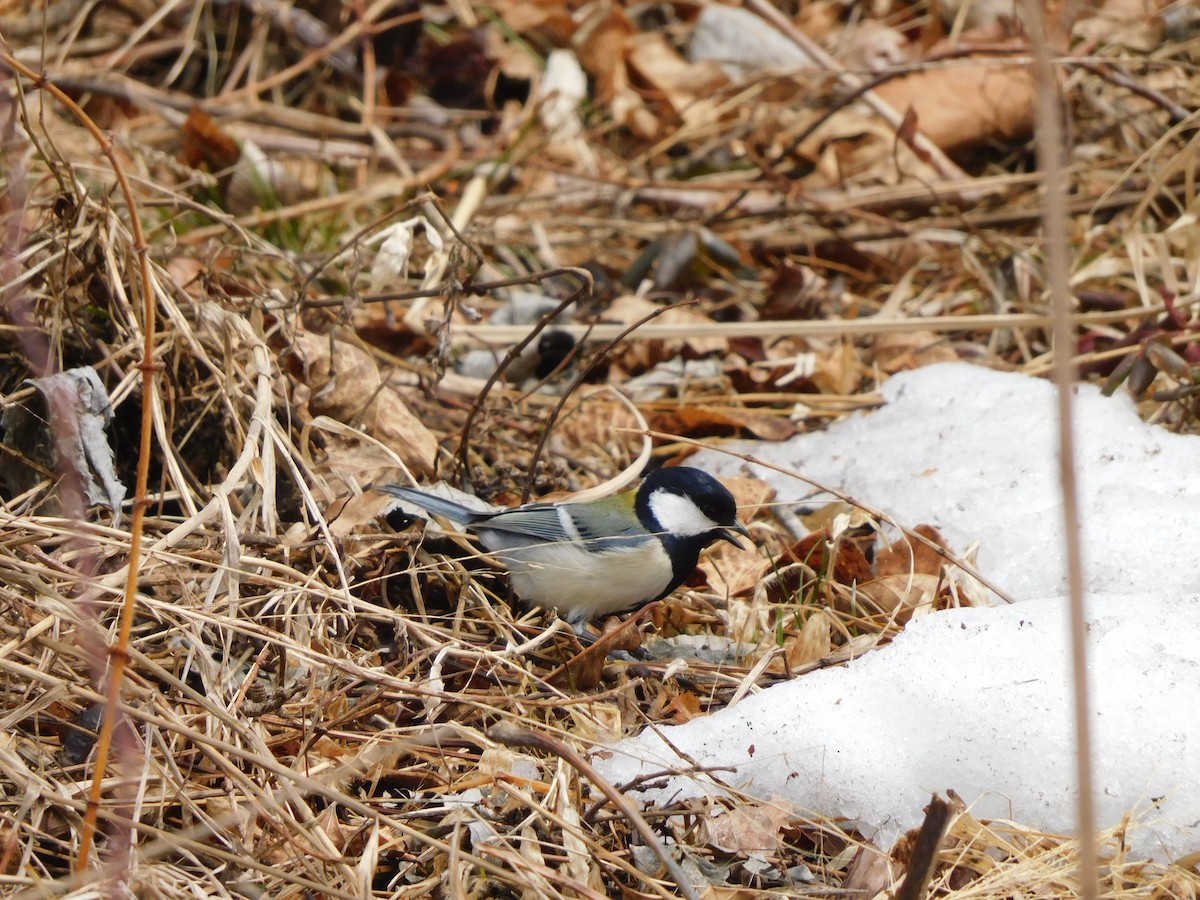 Long-tailed Tit - ML617170603