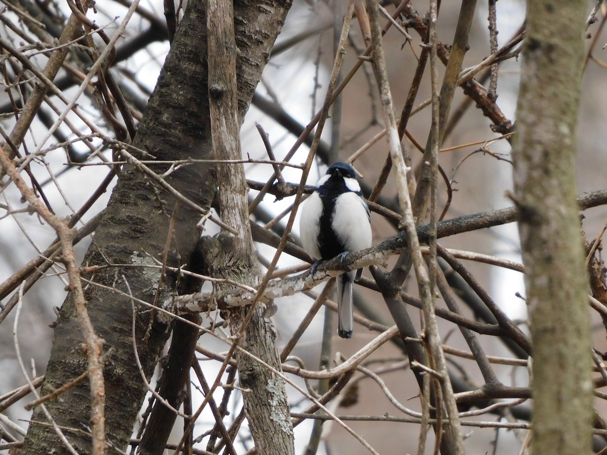 Long-tailed Tit - ML617170604