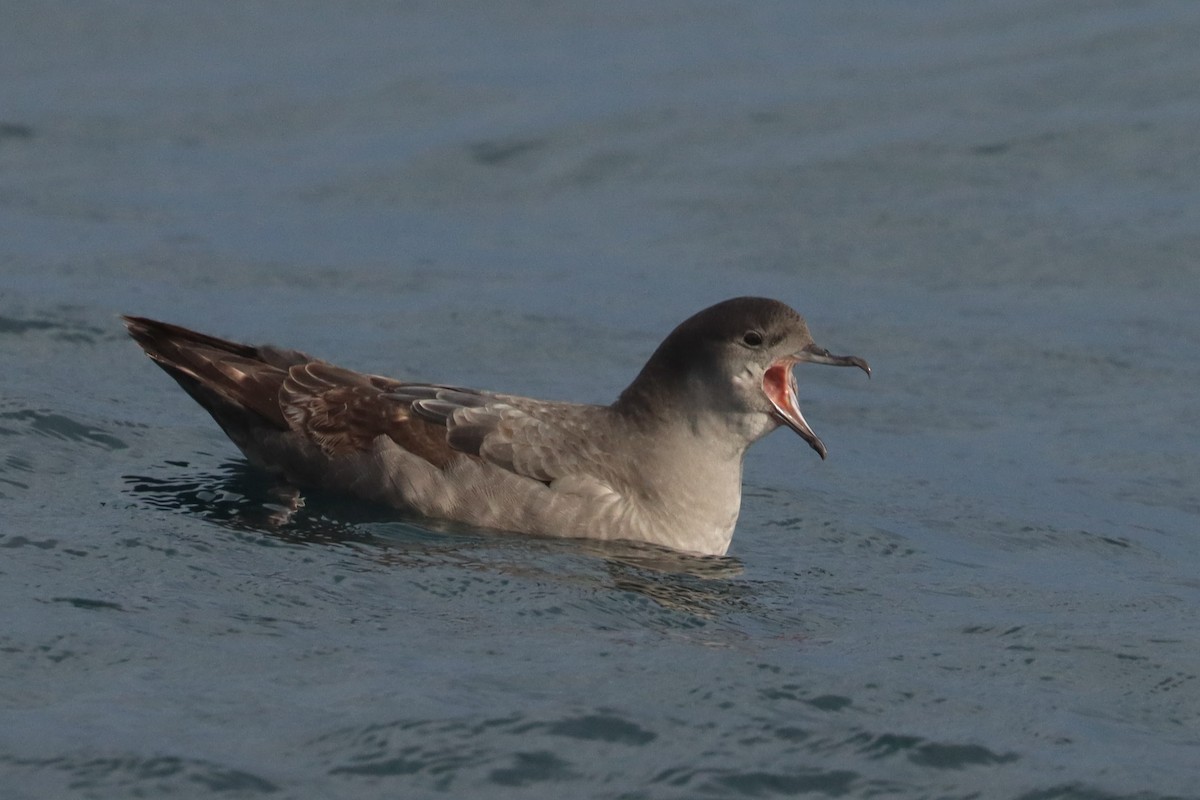 短尾水薙鳥 - ML617170613