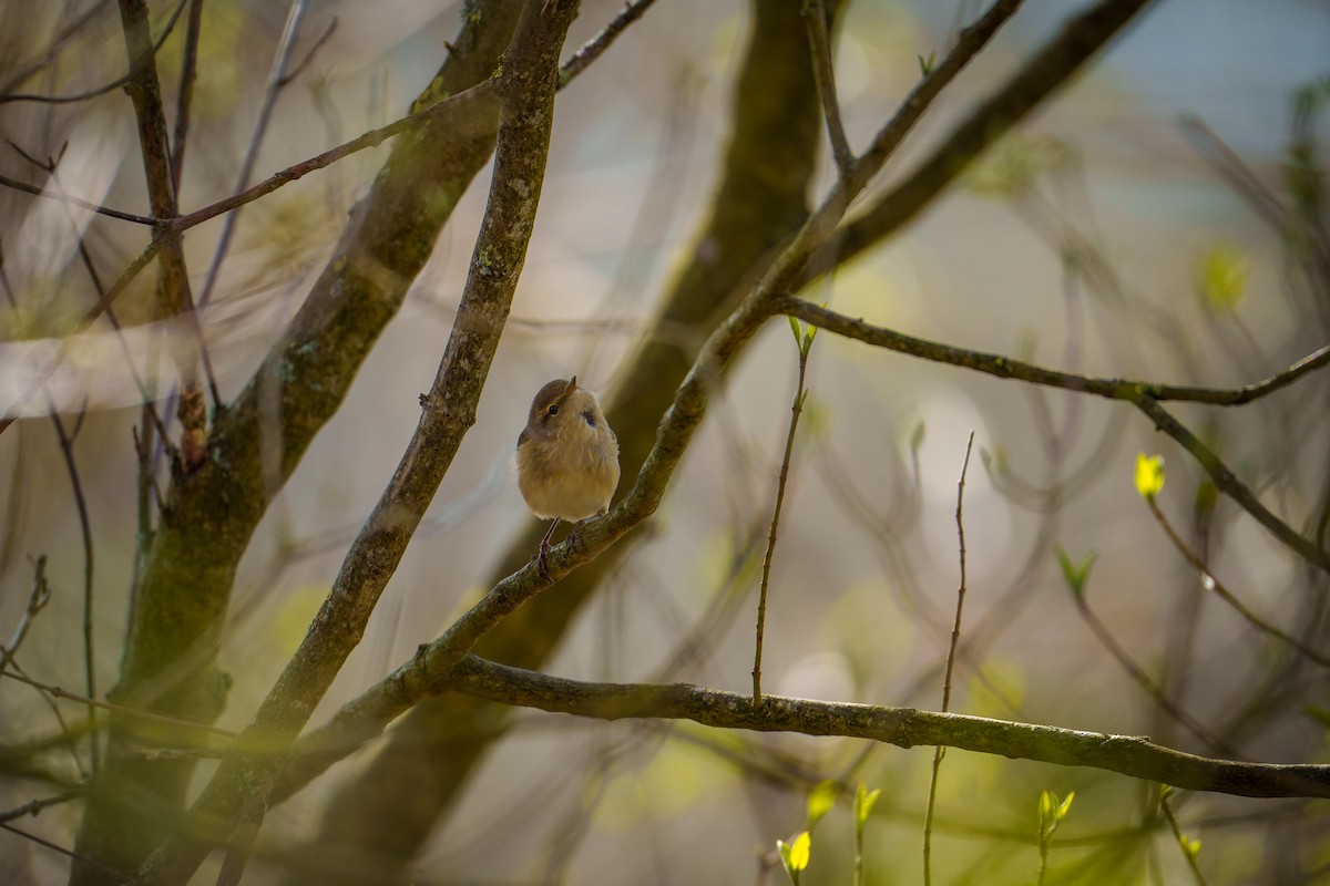 Common Chiffchaff - ML617170624