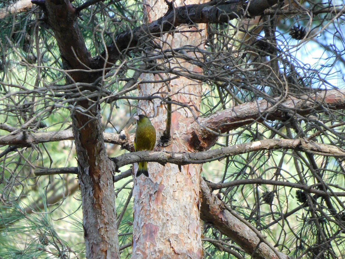 Oriental Greenfinch - ML617170639