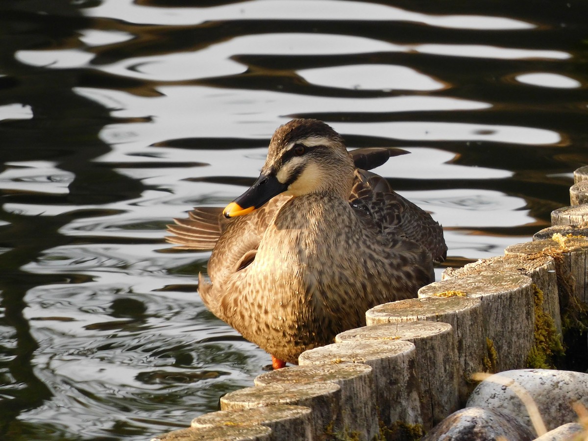 Canard de Chine - ML617170641