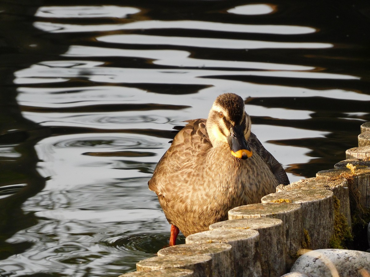 Canard de Chine - ML617170642