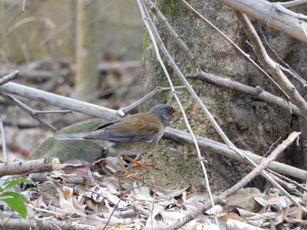 Pale Thrush - Eli Martin