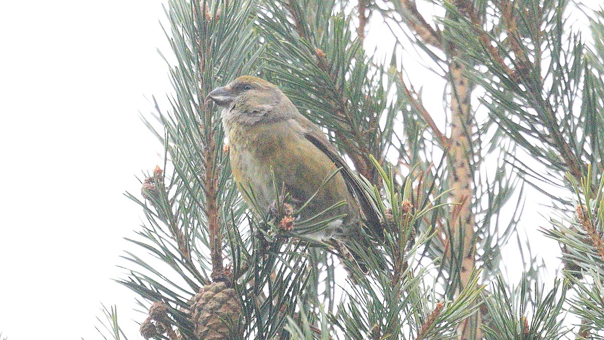 Red Crossbill - ML617170725