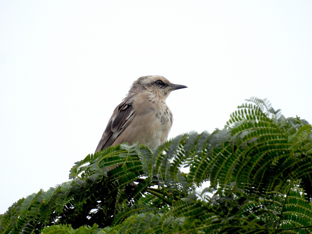 Chalk-browed Mockingbird - ML617170728