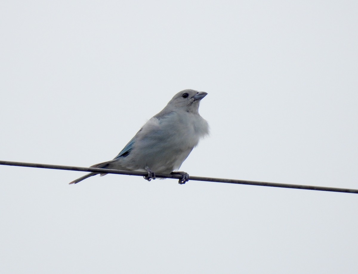 Sayaca Tanager - Rodrigo Quadros