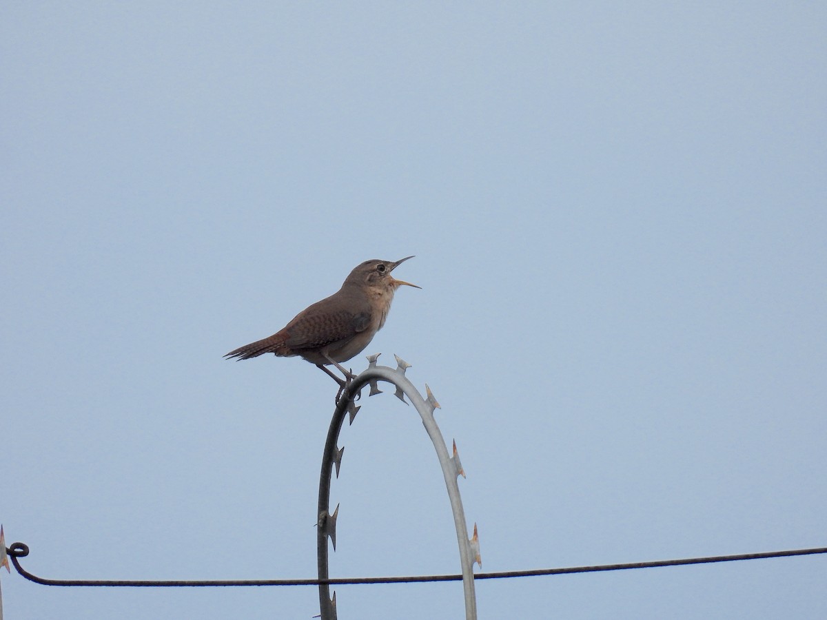 House Wren - ML617170730