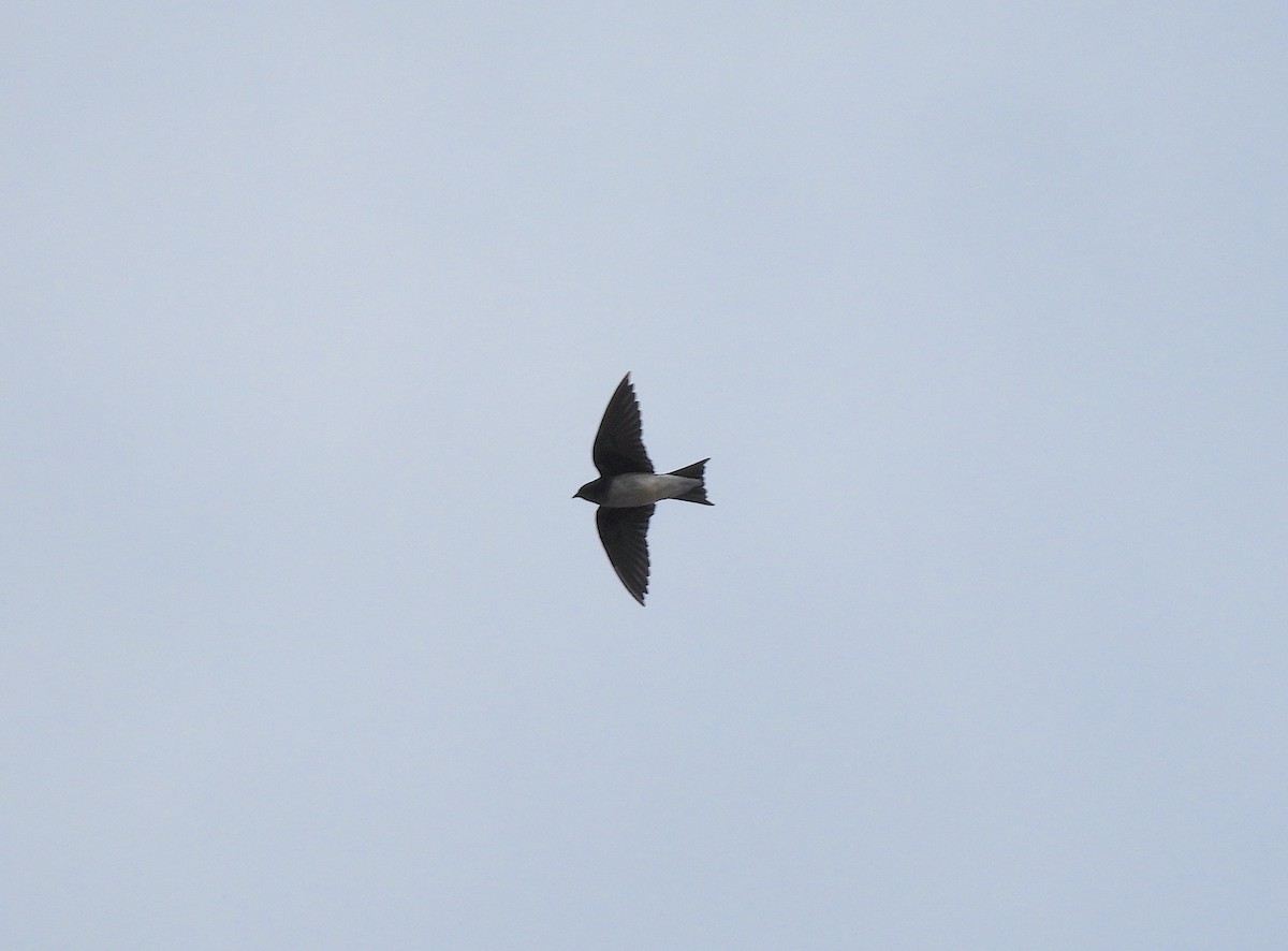 Gray-breasted Martin - ML617170732