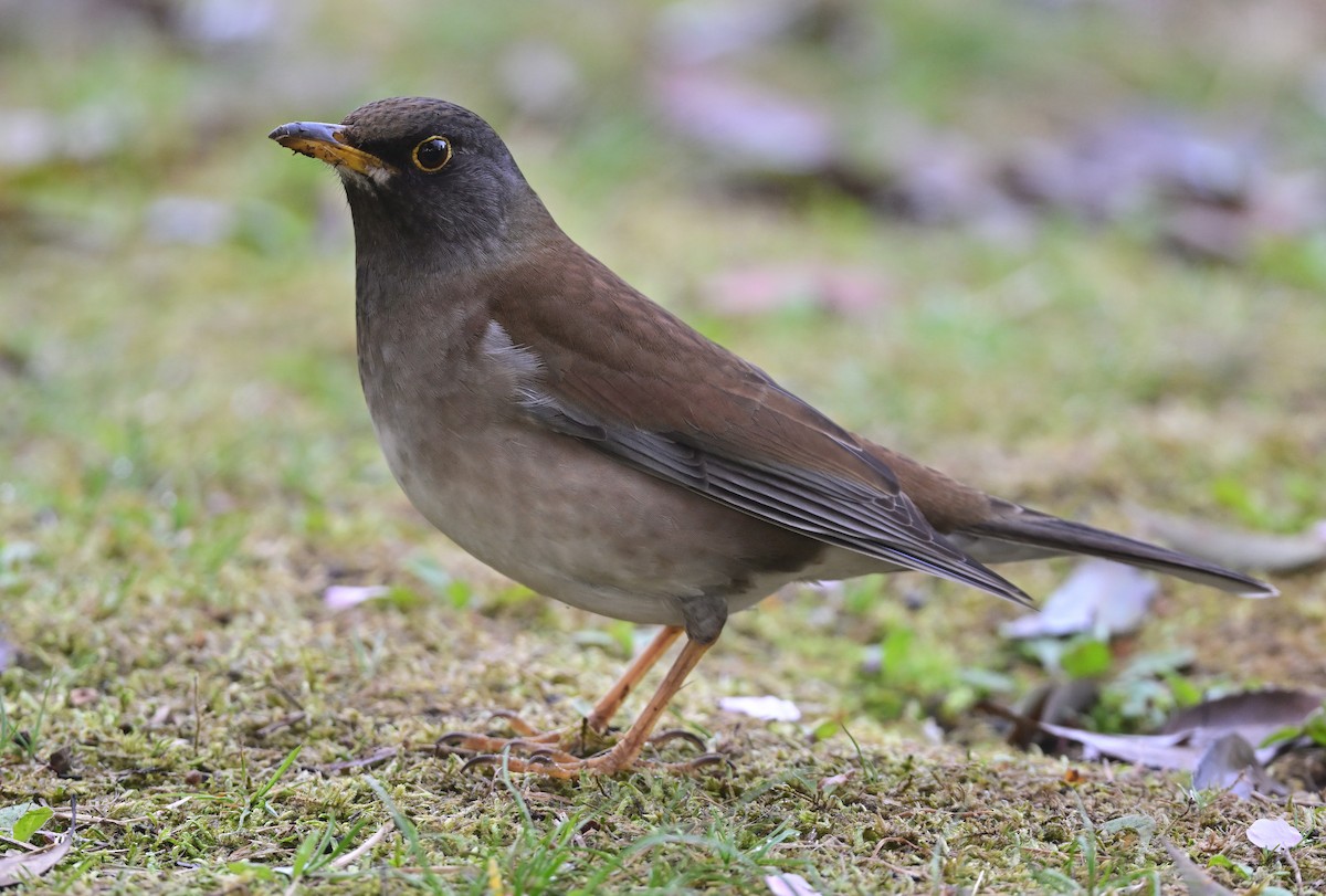 Pale Thrush - ML617170738