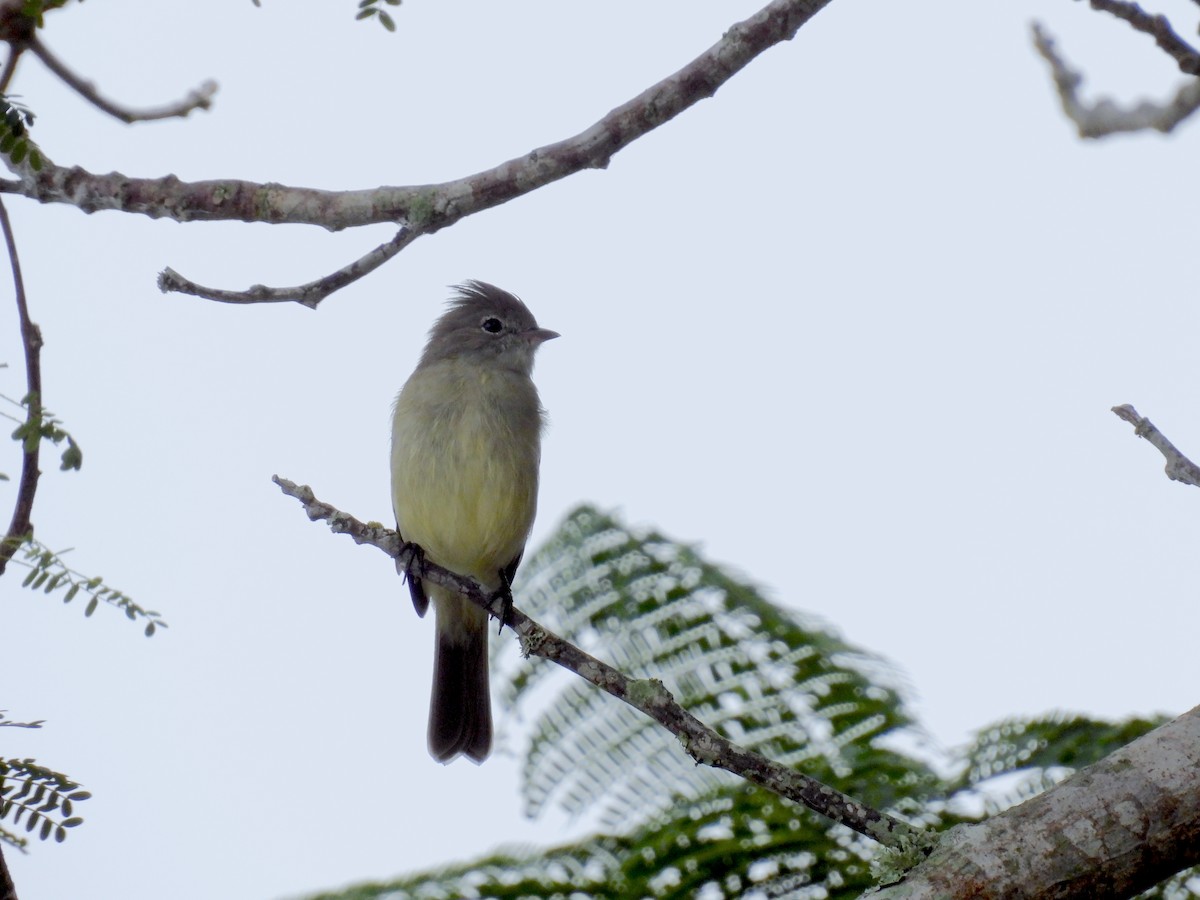 Yellow-bellied Elaenia - ML617170739