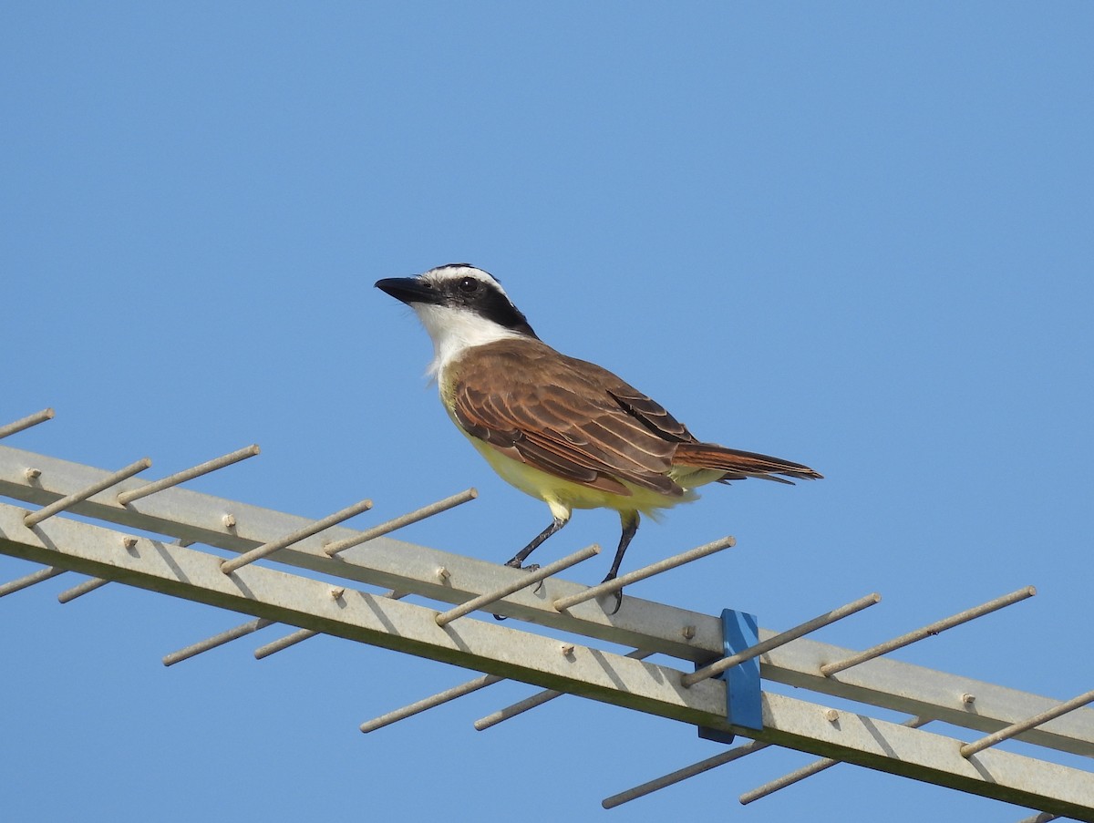 Great Kiskadee - ML617170744