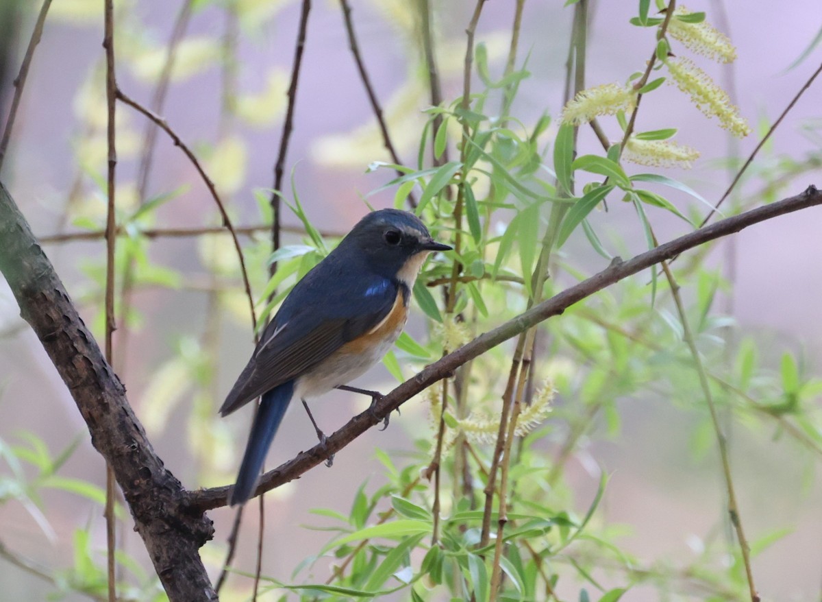 Red-flanked Bluetail - ML617170745