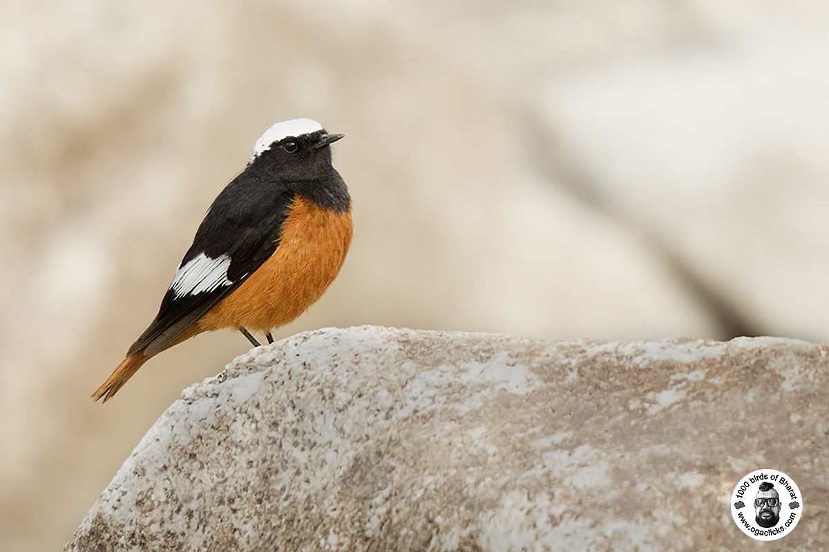 White-winged Redstart - Saravanan Janakarajan