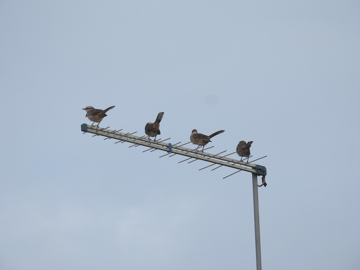 Chalk-browed Mockingbird - ML617170753