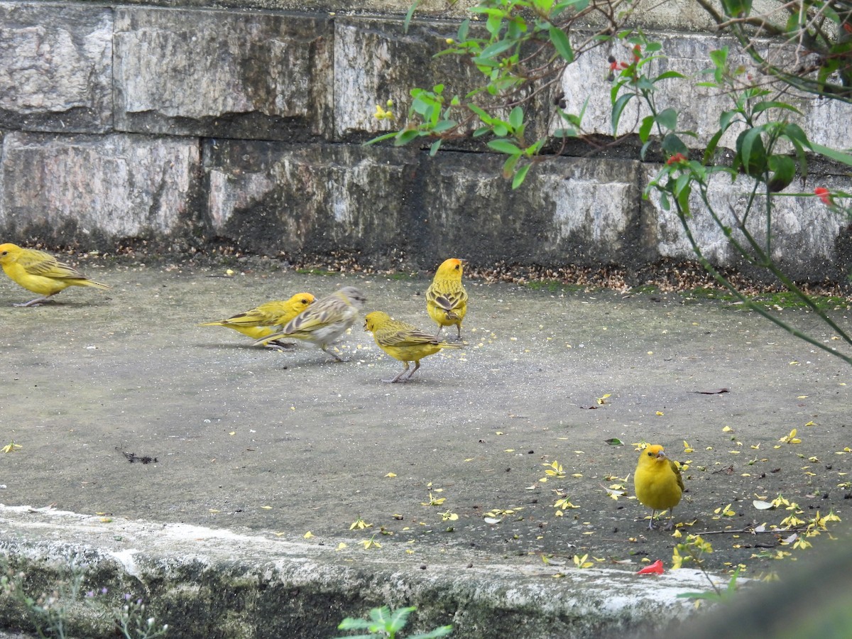 Saffron Finch - ML617170756