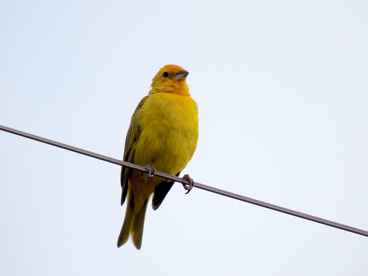 Saffron Finch - ML617170757